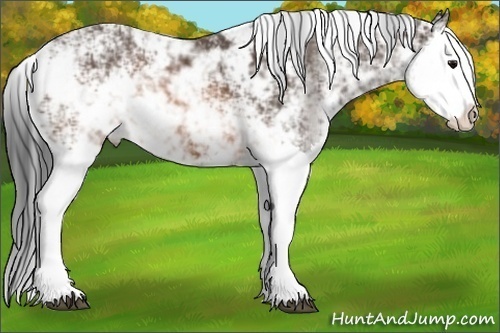 Horse Color: Brown Sabino Splash 