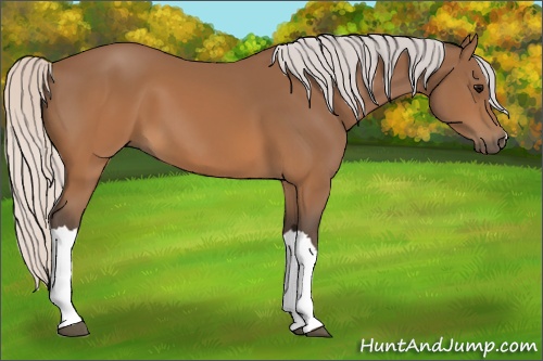 Horse Color: Silver Brown 