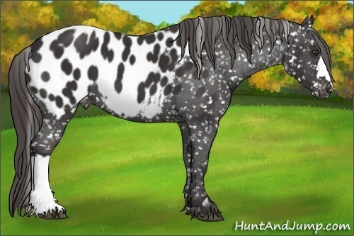 Horse Color: Liver Chestnut Near Leopard 