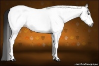 Horse Color:Gray White Spotted Black