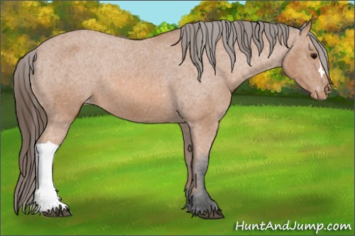 Horse Color: Unknown 