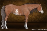 Horse Color:Bay Sabino Varnish 
