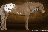 Horse Color:Chocolate Palomino Sabino Blanket 