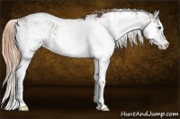 Horse Color:Liver Chestnut Sabino Varnish 