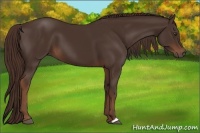Horse Color:Liver Chestnut 