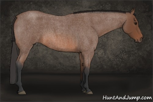 Horse Color: Bay Roan 