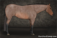 Horse Color:Bay Roan 