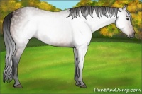 Horse Color:Gray Bay 