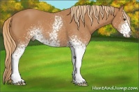 Horse Color:White Spotted Chestnut