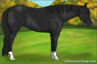 Horse Color:Gray Black 