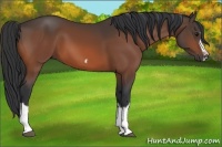 Horse Color:Bay Splash Frame 