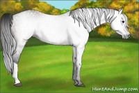 Horse Color:Gray Bay 