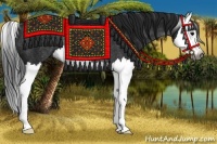 Horse Color:Gray Black Splash Rabicano 
