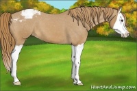 Horse Color:Chestnut Splash Snowcap 