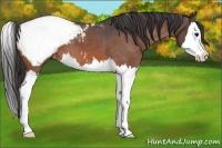 Horse Color:Bay Roan Splash Snowcap