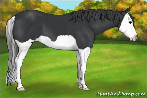 Horse Color: Black Splash 