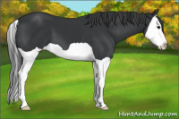 Horse Color:Black Splash