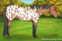 Horse Color:Bay Appaloosa 