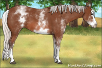 Horse Color:White Spotted Silver Bay Splash 