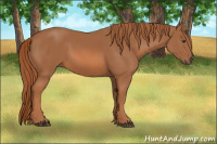 Horse Color:Chestnut Rabicano