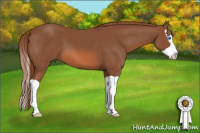 Horse Color:Liver Chestnut Splash 