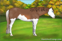 Horse Color:Liver Chestnut Splash 