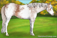 Horse Color:White Spotted Silver Bay Splash 