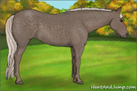 Horse Color:Silver Blue Roan 