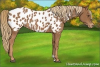 Horse Color:Chestnut Appaloosa 
