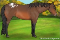 Horse Color:Bay Appaloosa 