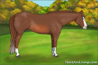 Horse Color:Liver Chestnut Splash Rabicano