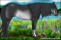 Horse Color:Brown Chinchilla 