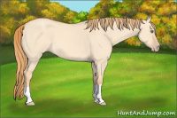 Horse Color:Gold Champagne Dun 