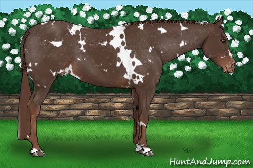 Horse Color:White Spotted Liver Chestnut Blanket 