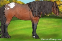 Horse Color:Brown Appaloosa 
