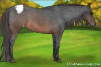 Horse Color:Brown Appaloosa 