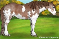 Horse Color:Liver Chestnut Sabino Splash 