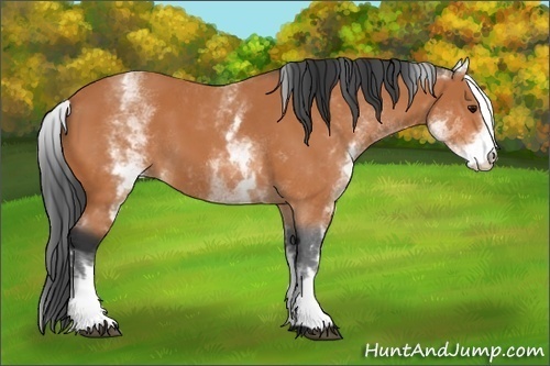 Horse Color:White Spotted Bay 