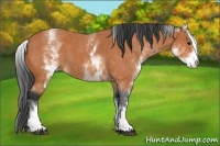 Horse Color:White Spotted Bay 
