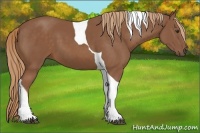 Horse Color:Chestnut Tobiano 