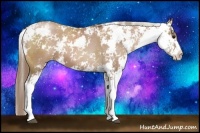 Horse Color:Black Pearl Sabino Appaloosa 