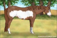 Horse Color:Liver Chestnut Frame 