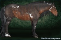 Horse Color:White Spotted Brown Rabicano  Brindle