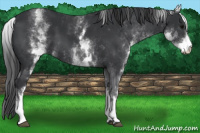 Horse Color:White Spotted Brown 