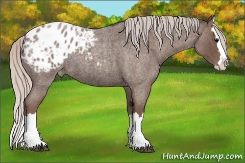 Horse Color: Silver Blue Roan Splash Blanket 