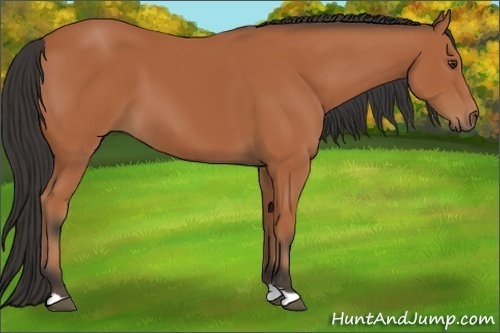 Horse Color: Bay 
