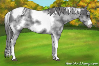 Horse Color:White Spotted Black Splash Tobiano Frame Appaloosa 