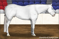 Horse Color:White Spotted Black Splash Tobiano Frame Appaloosa