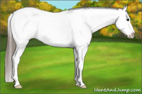 Horse Color:White Spotted Black Splash Tobiano Frame Appaloosa 