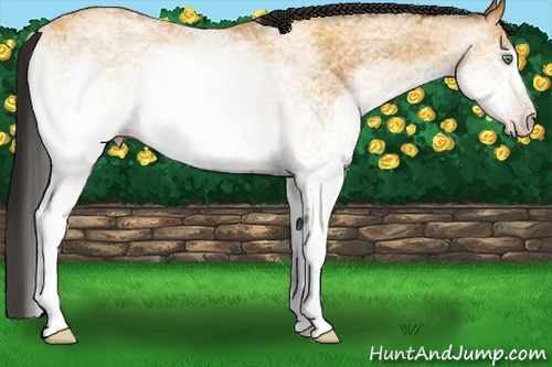 Horse Color:Gray White Spotted Amber Cream Champagne